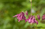 European columbine